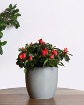 نبات ازاليا